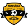 Araucaria تحت 20 سنة